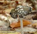 Coprinus_picaceus_ac8937