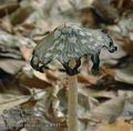 Coprinus_picaceus_ac8945