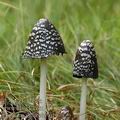 Coprinus_picaceus_aj1079