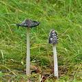 Coprinus picaceus bi3029