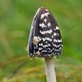 Coprinus picaceus bi3045