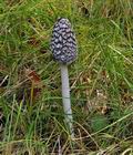 Coprinus_picaceus_bp2427