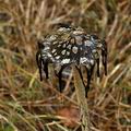 Coprinus_picaceus_bp2451