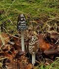 Coprinus_picaceus_bs8599