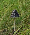 Coprinus_picaceus_bs8606