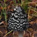 Coprinus_picaceus_bs8652