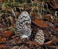 Coprinus_picaceus_bs8658