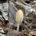 Coprinus_plicatilis_ai7622