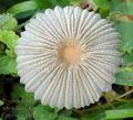 Coprinus_plicatilis_al9830