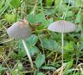 Coprinus_plicatilis_al9836