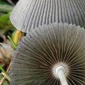 Coprinus_plicatilis_al9842