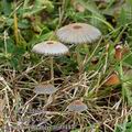 Coprinus_plicatilis_am0447