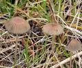 Coprinus_plicatilis_bc1174