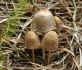 Coprinus_plicatilis_bk2191