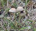 Coprinus_plicatilis_bk2199