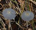 Coprinus_plicatilis_bp2437