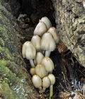 Coprinus_romagnesianus_bo9819