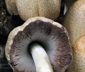 Coprinus_romagnesianus_bo9833