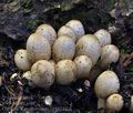 Coprinus_romagnesianus_bp1813