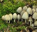 Coprinus_romagnesii_bs5269