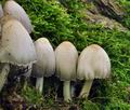 Coprinus_romagnesii_bs5274