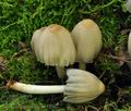 Coprinus_romagnesii_bs5278
