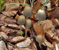 Coprinus_silvaticus_ch0272