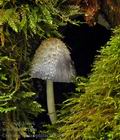 Coprinus_spelaiophilus_bi5791