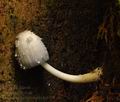 Coprinus_spelaiophilus_bi5794