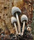 Coprinus_spelaiophilus_bp5075