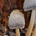 Coprinus_spelaiophilus_bp5091