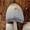 Coprinus_spelaiophilus_bp5093