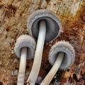 Coprinus_spelaiophilus_bp5100