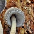 Coprinus_spelaiophilus_bp5103