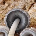 Coprinus_spelaiophilus_bp5106