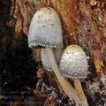 Coprinus_spelaiophilus_bp5112