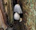 Coprinus_spelaiophilus_ca2087