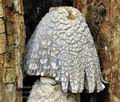 Coprinus_spelaiophilus_ca2099