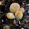 Coprinus_truncorum_bp2363