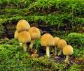 Coprinus_truncorum_bp2366