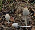 Coprinus_xanthothrix_bk2263