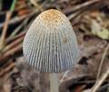 Coprinus_xanthothrix_bk2269