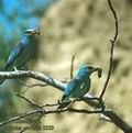 Coracias_garrulus