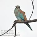 Coracias_garrulus_ba8673