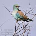 Coracias_garrulus_ba8694