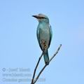 Coracias_garrulus_bb5536