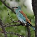 Coracias_garrulus_bb6672