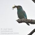 Coracias_garrulus_bb8088