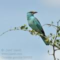 Coracias_garrulus_bb8606