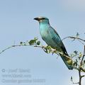 Coracias_garrulus_bb8607